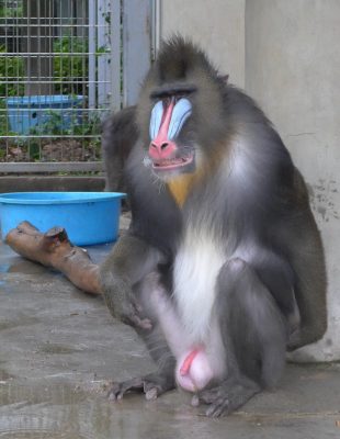 濡れていないキンシャサ