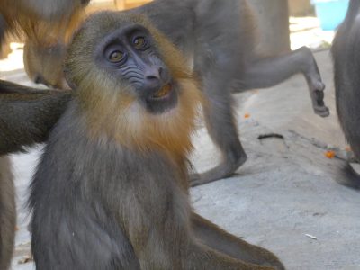 サユミ