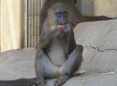 ニンジンをかじるディスコ