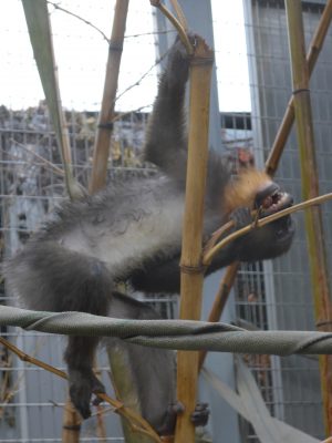 竹をかじるデイ