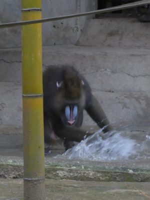 水遊びするニースケ