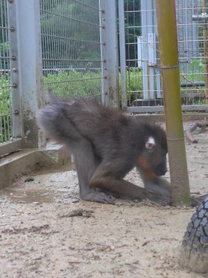 土堀りヤッシ