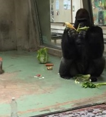 トウモロコシの皮をむくタロウ