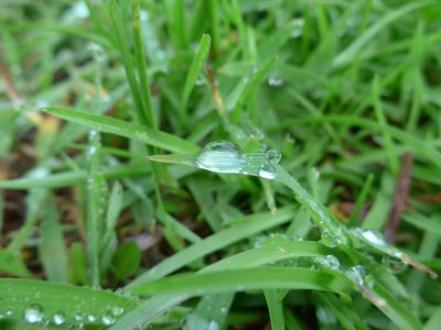 雨露