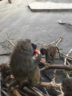 スイカを食べるヒヒ2