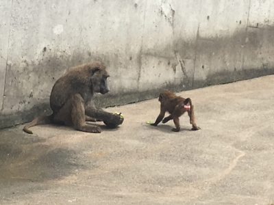 ヒヒとスイカ