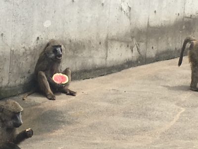 ヒヒとスイカ
