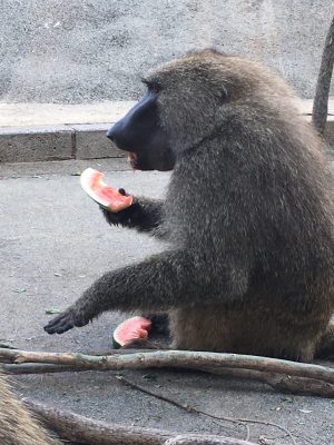 スイカを食べるヒヒ