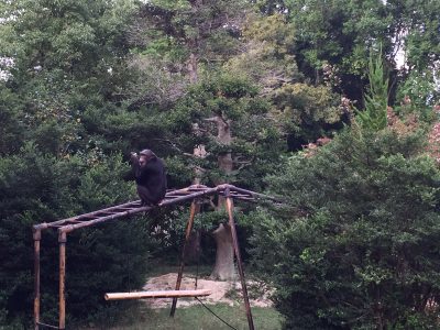 雲梯の上でリンゴを食べるマリリン