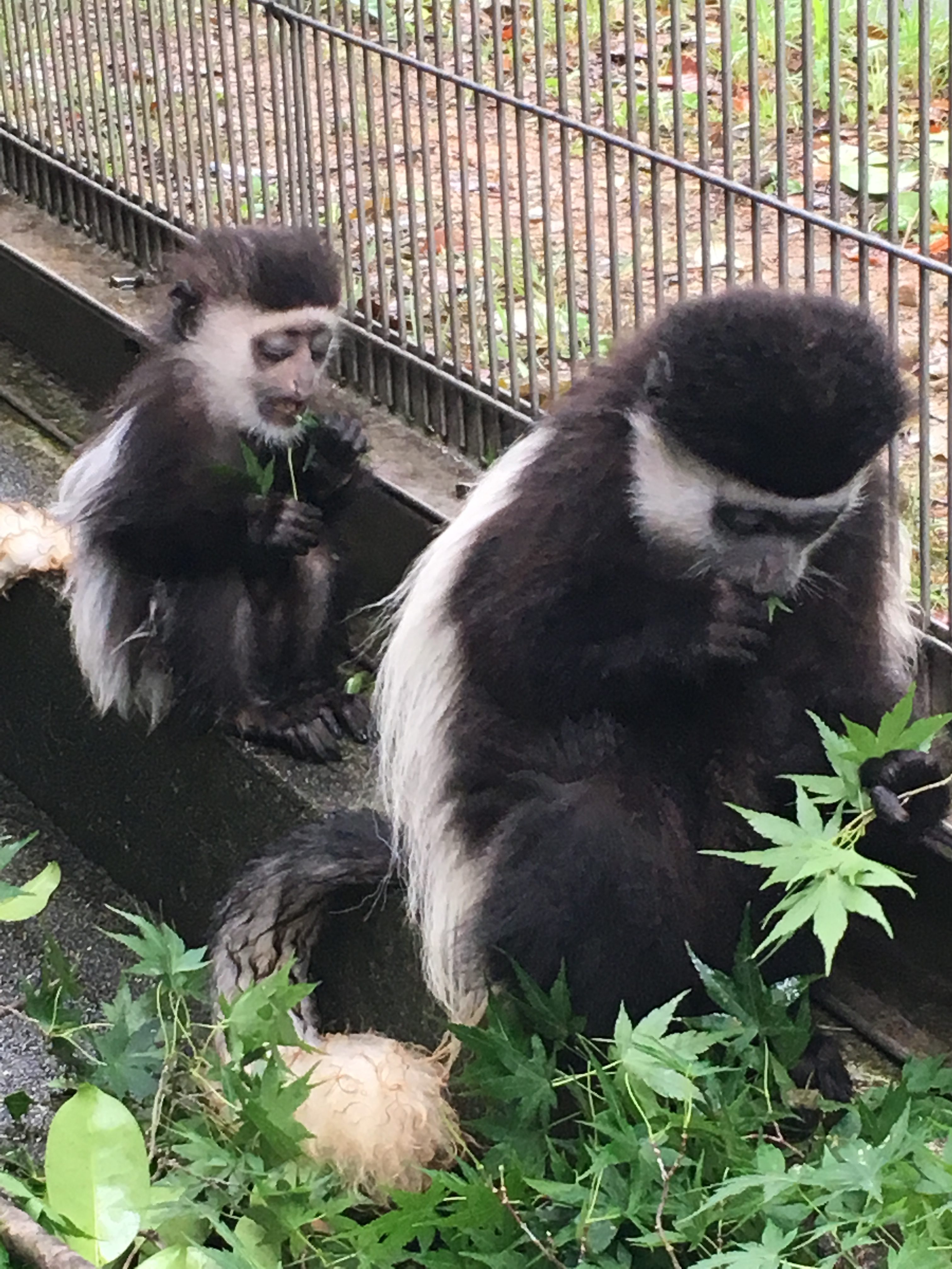 アビシニアコロブスの子どもたち