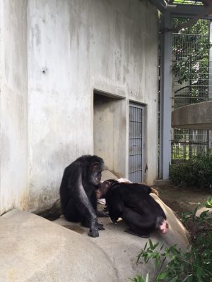 アキラにあいさつするマリリン
