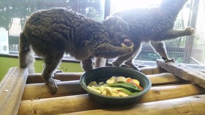 寄付を食べるブラウンキツネザル