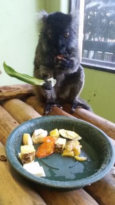 栗とチンゲン菜とクロキツネザル