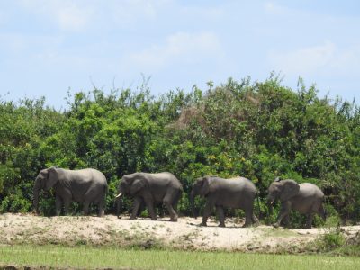 アフリカゾウ