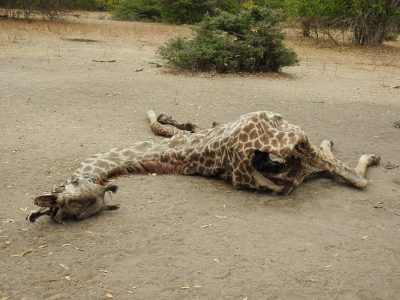 キリンの死骸