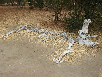 カバの骨