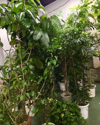 熱帯植物