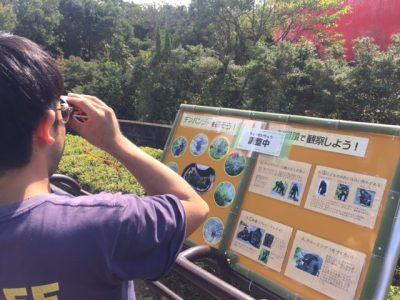 チンパンジーを探す杉浦その１