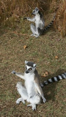 日光浴するワオキツネザル