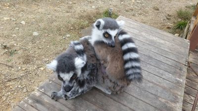 ２頭でサル団子