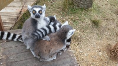 ３頭でサル団子