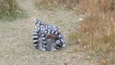 たくさんサル団子