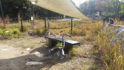 ワオキツネザルがベンチ