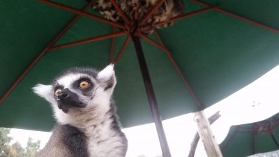 雨宿りするワオキツネザル