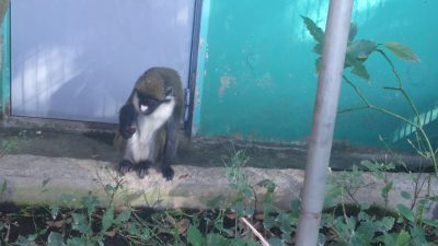 ブドウを食べる