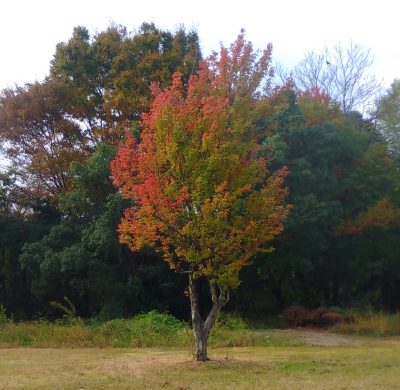紅葉