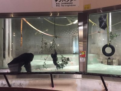 チンパンジー室内での同居マリリンとマルコ、マモル
