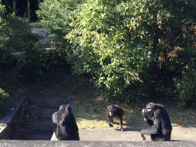 チンパンジー外での同居その3