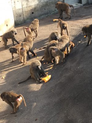 カボチャを食らうヒヒ