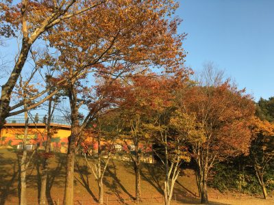 ケヤキ