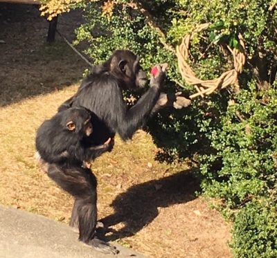 マルコ食べる