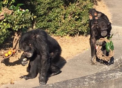 マルコリースごと運ぶ