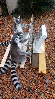 ストーブですワオキツネザル