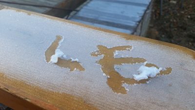 霜のワオキツネザル