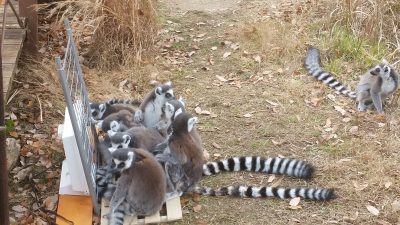 ストーブにあたれないワオキツネザル