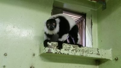 エリマキキツネザル入室