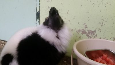上向きで食べます