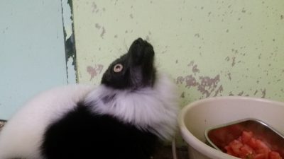 上向きで食べます