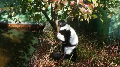 匂いを付けるエリマキキツネザル