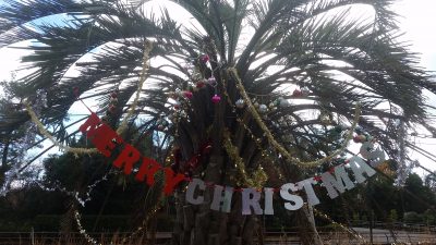 Waoランドにクリスマスツリー