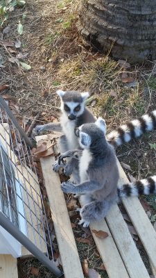 わおカップル