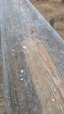 初雪なのかな？