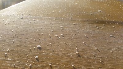 雪だといいな