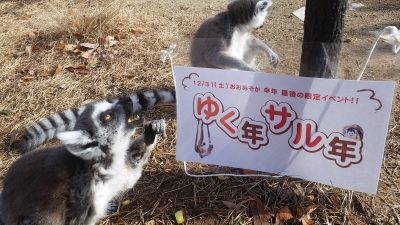 ワオキツネザルの行く年サル