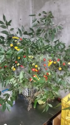野菜の花束