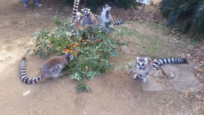 花束ワオキツネザル